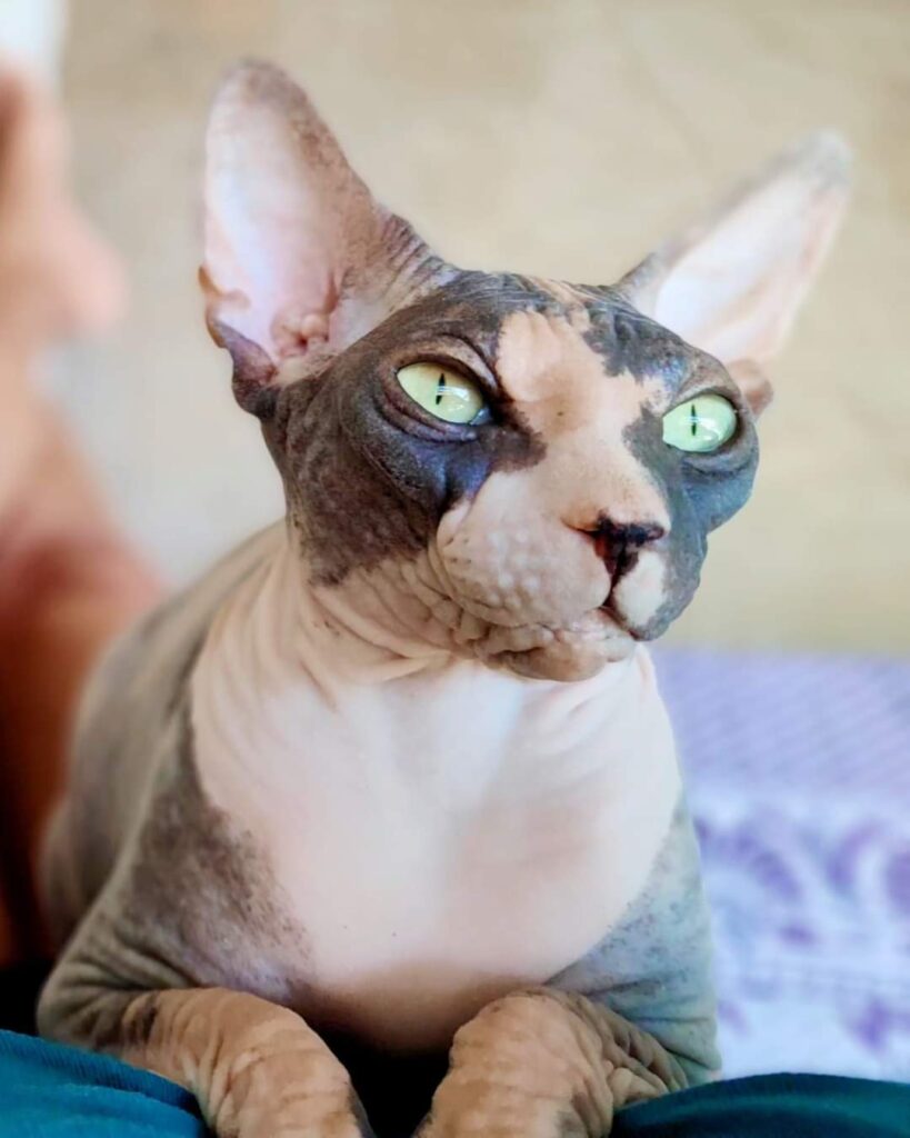 FB_IMG_1704138577591-819x1024 FB_IMG_1704138577591-819x1024