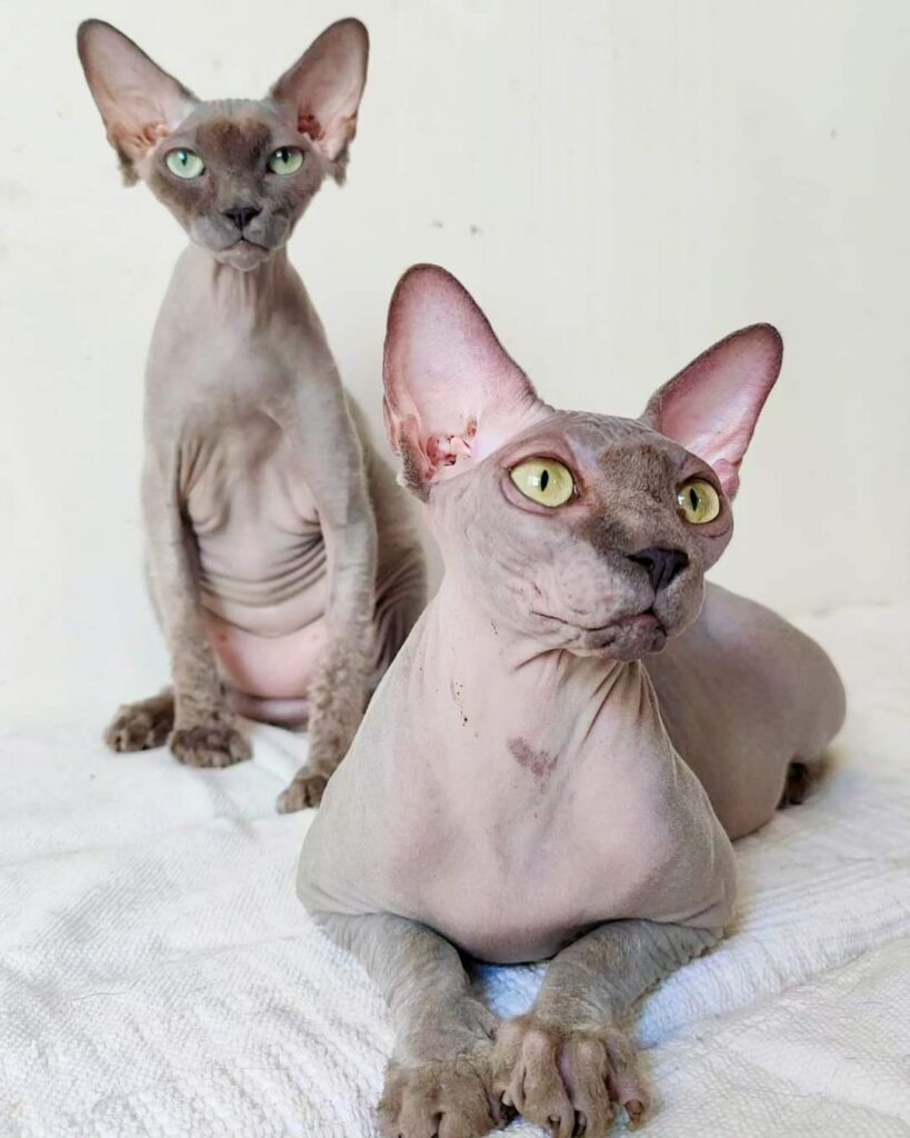 FB_IMG_1704138581794-819x1024 FB_IMG_1704138581794-819x1024