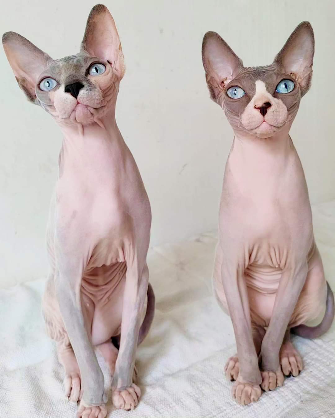 FB_IMG_1704138590475