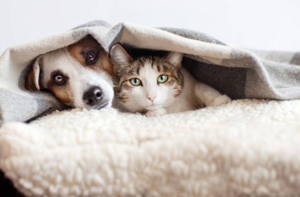 Cannabis medicinal para cães e gatos: o que a ciência já sabe